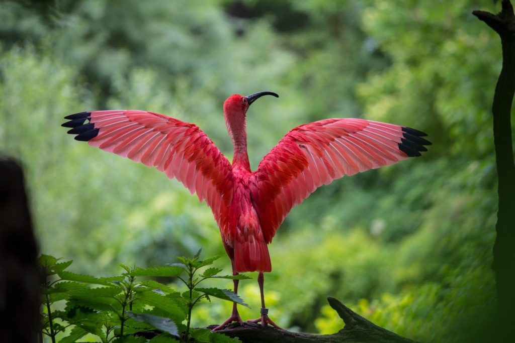 ibis-bird-red-animals-158471